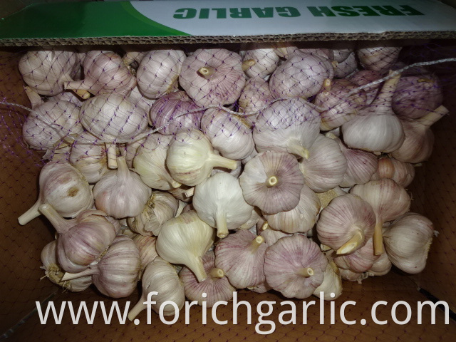 Fresh Normal White Garlic Crop 2019